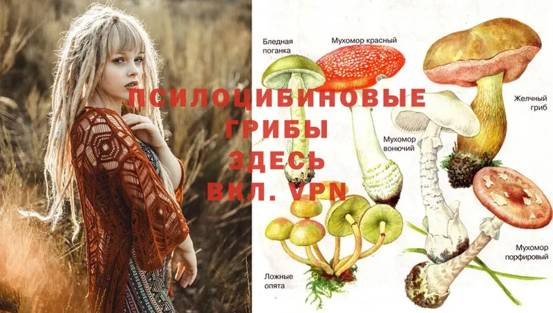 Псилоцибиновые грибы Psilocybe  закладка  Лермонтов 